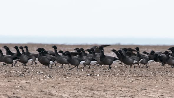 Brent Geese Wild Fowl Flying Birds The Wash Norfolk Slow Motion