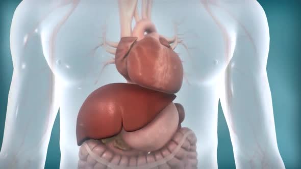 Transparent male internal organs functioning of the liver.