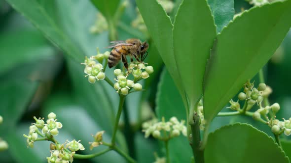 One Honey bee gathering pollen from an Evergreen spindle, Japanese spindle (Euonymus japonicus) bloo
