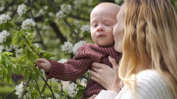 close-up mom kisses baby in blooming apple tree