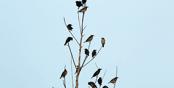 Asian Glossy Starling (Aplonis panayensis)