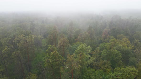 Fog in the Forest Aerial View