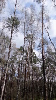 Vertical Video of the Birch Forest with Birches in the Afternoon