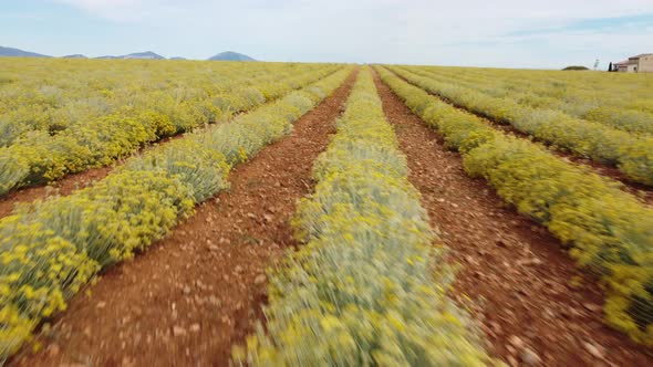 Helichrysum Italicum or Curry Plant Agriculture Cultivated Field