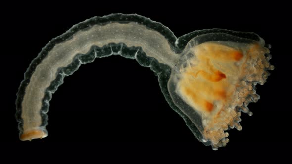 Stalked Jellyfishes (Sedentary Medusa) Lucernaria Sp. Under the Microscope, the Family Lucernariidae