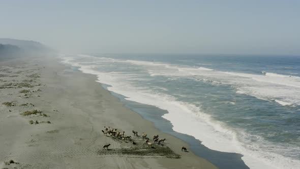 Wide panning drone shot of elk in a herd, next to the Pacific ocean