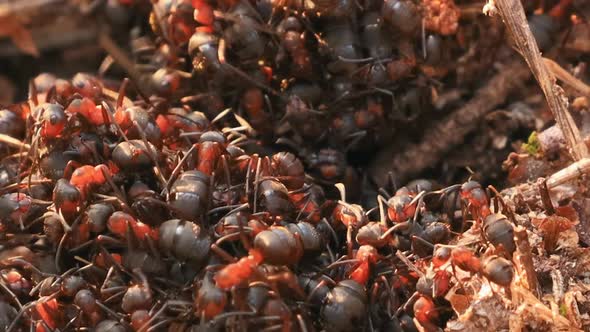 Red Forest Ants (Formica Rufa) On A Fallen Old Tree Trunk