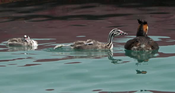 Great crested grebe with juveniles, (Podiceps cristatus), lake of Annecy, France