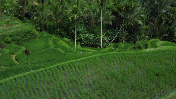 Farmer Collects Rice on Beautiful Rice Terrace