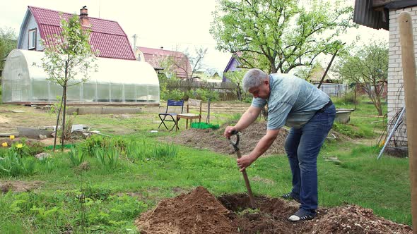 A Grayhaired Young Man is Digging a Hole for Planting a Tree with a Shovel