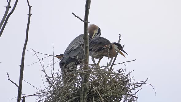 Great Blue Heron nest in tree top with adult with two chicks