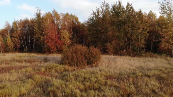 A forest glade bathed in the light of the setting sun.