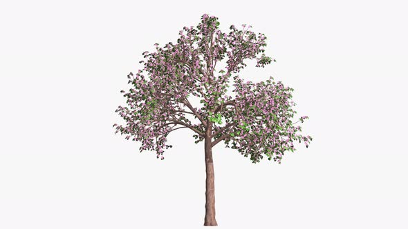 Four Seasons Tree Time Passing Concept alt