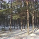 Early Winter In A Pine Forest - VideoHive Item for Sale