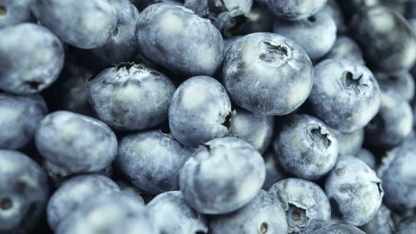 Juicy Berries Freshly Harvested Blueberries Close Up 1.