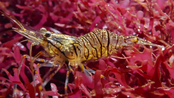 Palaemon Elegans (rockpool Shrimp) Underwater