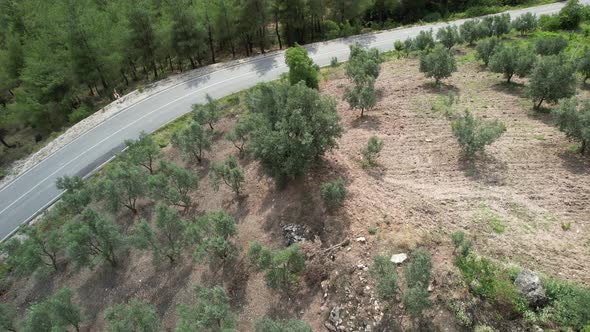 Aerial Olive Tree