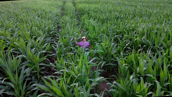 Farmer or an agronomist inspect a field of corn cobs.