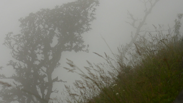 Mist In Alpine Forest