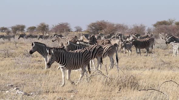 Plains Zebra Herd - Etosha