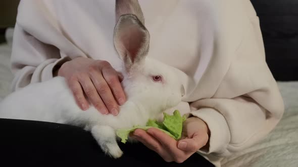 Woman Sits on Sofa and Stroke White Rabbit at Home Close Up Footage