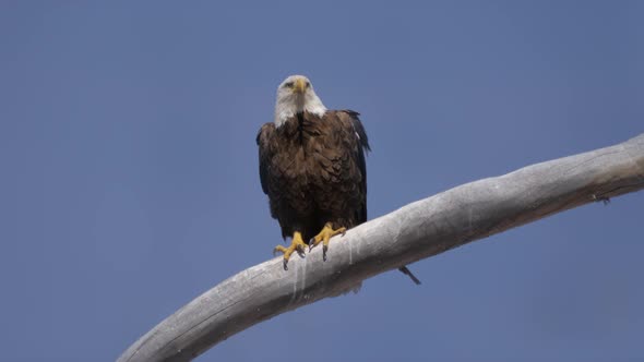 Bald Eagle Perched and Looking Around