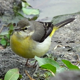 Gray Wagtail - VideoHive Item for Sale