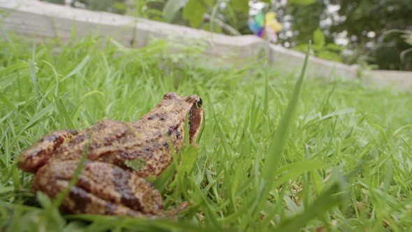 SLOW MOTION, a European Common frog springs away from the camera lens