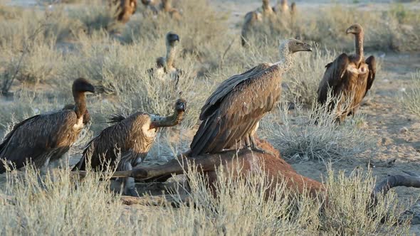 Scavenging White-Backed Vultures On A Carcass