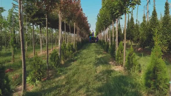 Workers Take Care of Trees in Modern Garden