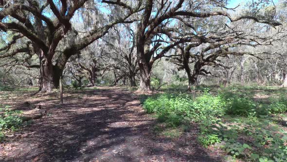 Flying through Spanish Moss trees at Central Florida