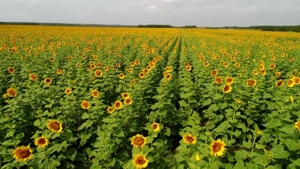 Sunflower Field Aerial View