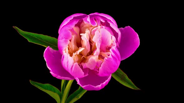 Pink Peony Flower Blooming