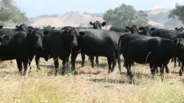 camera panning in circles as the cows watch with intent