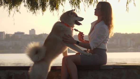 Young woman walking her cute Akita Inu dog in park on sunny day. Lovely pet