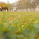 Beautiful Horse Grazing on a Ranch - VideoHive Item for Sale