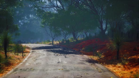 Asphalt Road Through the Deep Forest alt