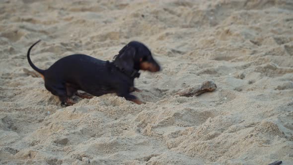 Dachshund dog on the beach near the sea digs in the sand with its paws and makes holes and plays wit