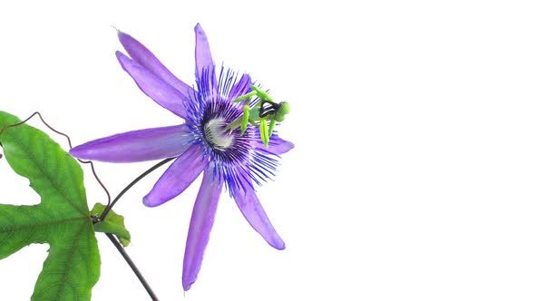 Timelapse of Passion Flower on White, Slow