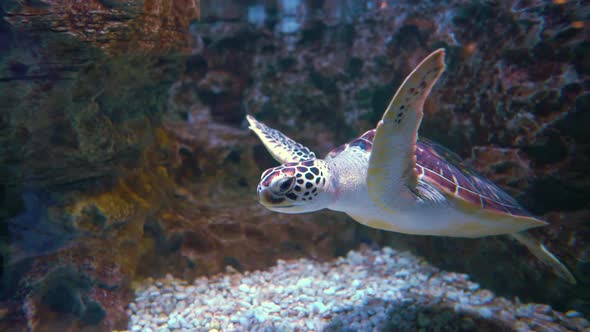 Green sea turtle Chelonia mydas, also known as the green turtle