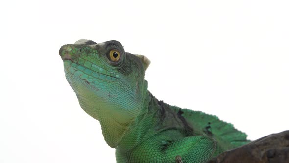 Green Basilisks or Basiliscus Basiliscus on White Background