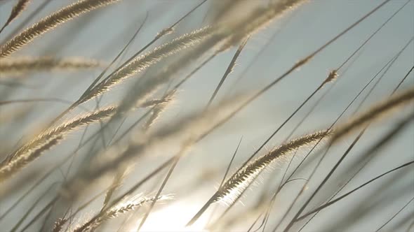 Tall grass flowing in the wind