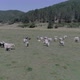 The Cows - VideoHive Item for Sale