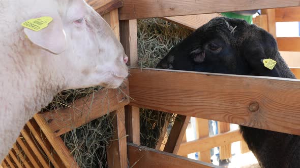 White and black sheep are eating hay in the pen