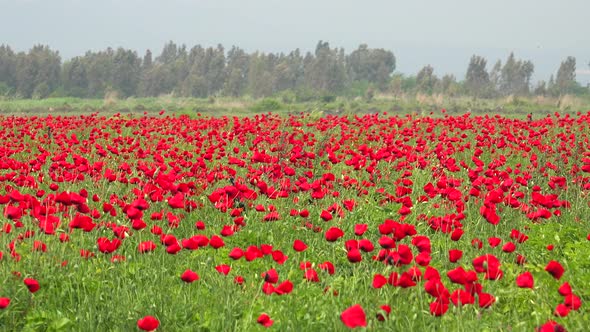 Crowded Dense Red Poppy Flowers Floriculture Field