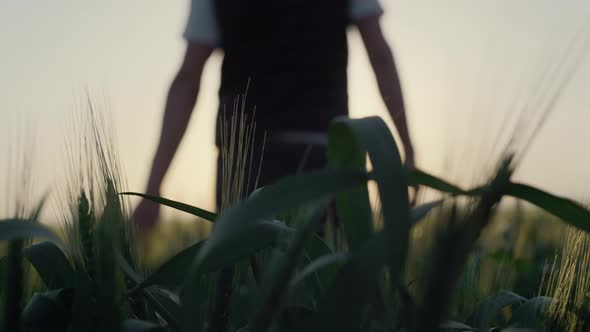 Back View Man Walking Wheat Field on Sunrise