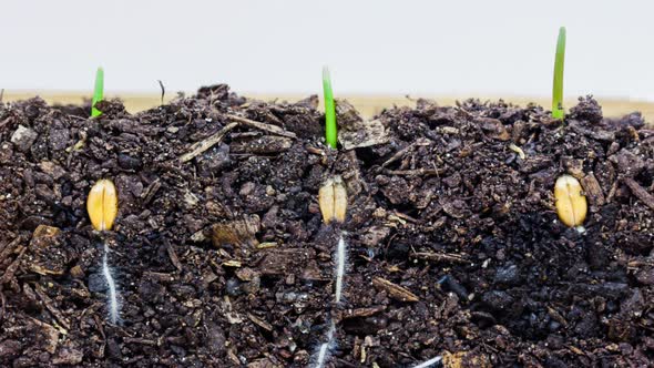 Wheat Sprouting Timelapse