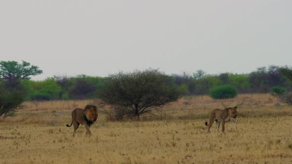 Black-maned Lion Walking With A Lioness Urinating  On The Grass In Kgalagadi, Botswana. -wide shot