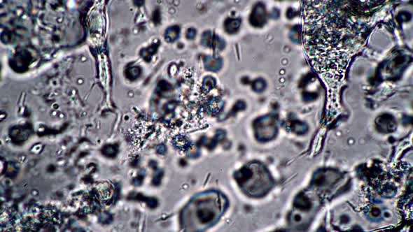 Moving Lactobacillus Acidophilus and Bifidobacteria in Yogurt Under a Microscope