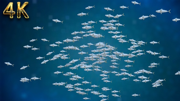 Flock Of Fish - 4K